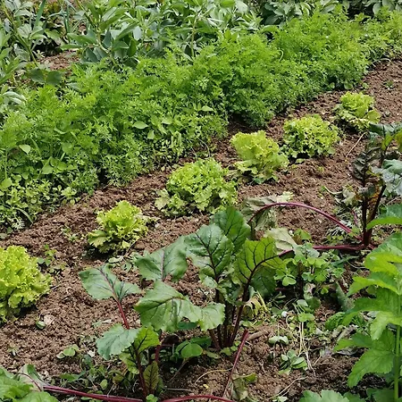 La Bouriotte, D'hotes Sycomore, Bed & Breakfast 3*