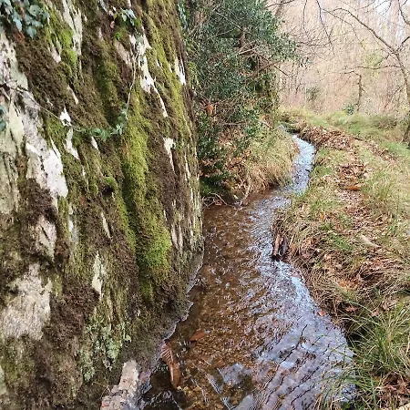 Sycomore, La Bouriotte Labastide-Rouairoux