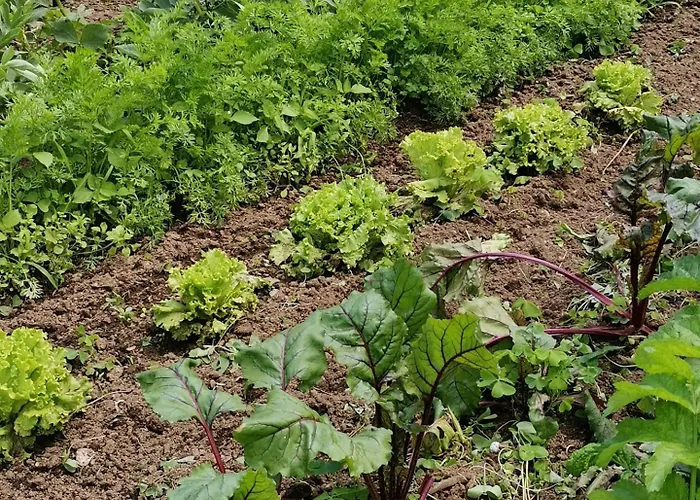 La Bouriotte, D'hotes Sycomore, Bed and breakfast 3*