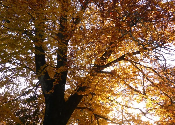 La Bouriotte, D'hotes Sycomore,